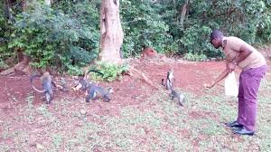 La Forêt sacrée de Gbêpleu